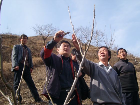 開(kāi)展果樹(shù)嫁接、修剪等技術(shù)培訓(xùn).JPG