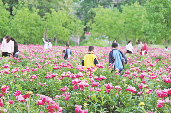 永豐鎮(zhèn)張坡村近百畝芍藥迎來(lái)盛花期