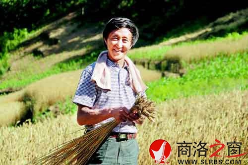 施慶壽來給親戚幫忙，他把麥穗編好后，用來捆麥子。