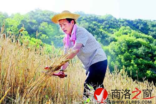 下午兩點(diǎn)多，一天中最熱的時(shí)候，趙順堂頂著太陽(yáng)在地里割麥子。