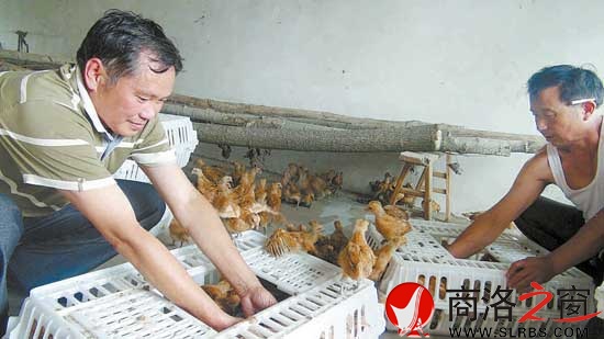 鴻偉公司向八龍村捐贈(zèng)了5000只價(jià)值6萬(wàn)元的雞苗，村民江文春正在接收雞苗。